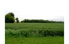 Property photo 3 - 37+/- Acre Productive Tillable Farmland Auction